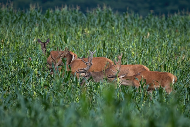 Gruppo di cervi nobili che mangiano sul campo di grano