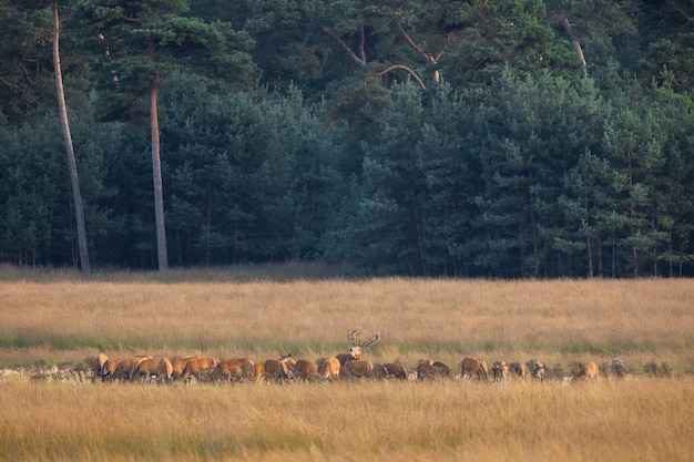 Gruppo di cervi rossi in piedi sul campo asciutto nella natura autunnale