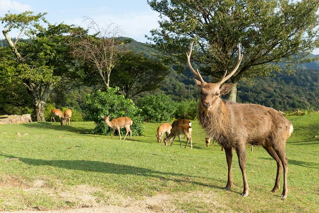 Gruppo di cervi selvatici