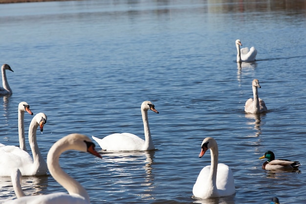 Gruppo di cigni in primavera, bellissimo gruppo di uccelli acquatici Uccello del cigno sul lago in primavera, lago o fiume con cigni