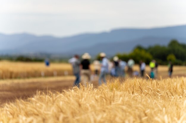 gruppo di coltivatori in un campo in un giorno di campo che imparano sulle colture di grano