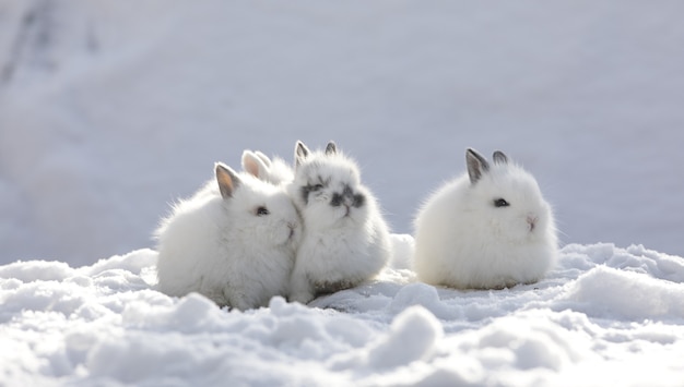 gruppo di conigli nella neve