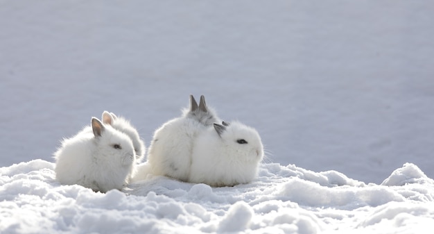 gruppo di conigli nella neve