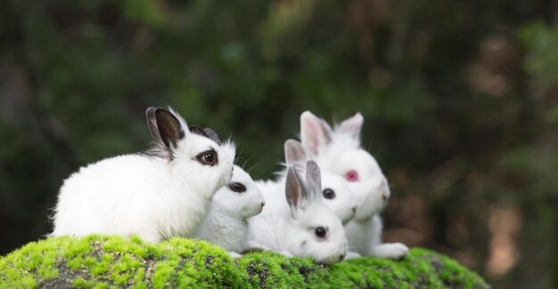 gruppo di coniglio bianco su erba verde