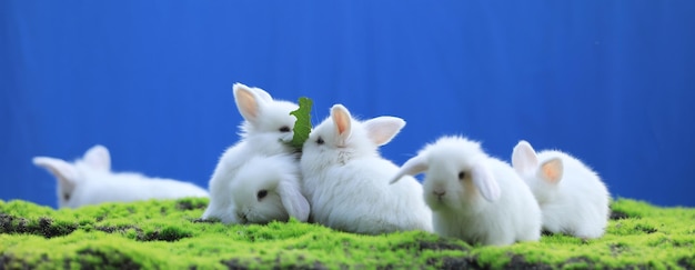 gruppo di coniglio bianco sull'erba