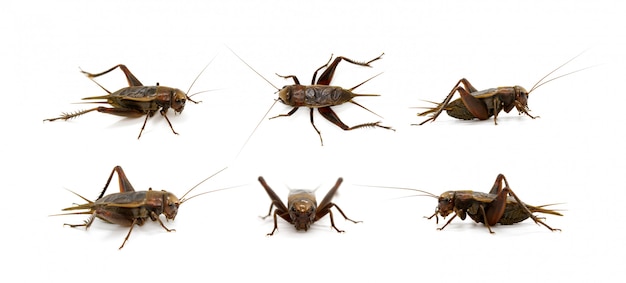 Gruppo di cricket, insetti. Animali.