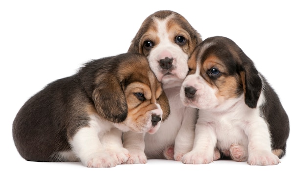 Gruppo di cuccioli di Beagle, 4 settimane