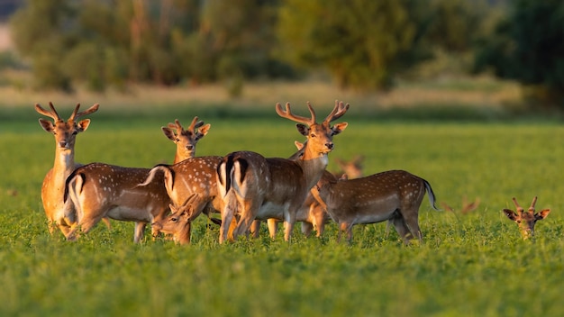 Gruppo di daini in piedi sul prato nel tramonto estivo