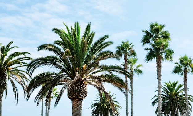 Gruppo di diverse bellissime palme