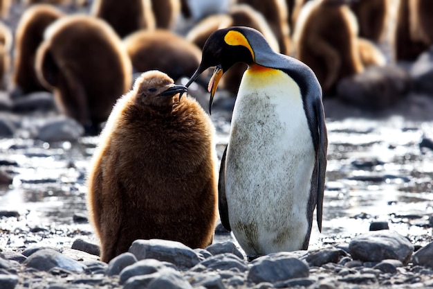 Gruppo di diverse specie di pinguini nella Georgia del Sud