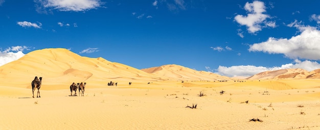 Gruppo di dromedari nel deserto dell'Oman Rub alChali