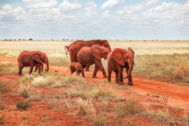 Gruppo di elefanti africani (Loxodonta africana) rosso dalla polvere, attraversando la strada durante il safari nel parco nazionale di Tsavo East, Kenya
