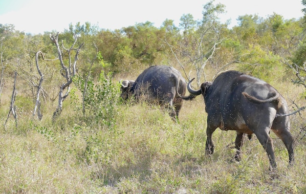 Gruppo di elefanti africani Un elefante asiatico maschio sta godendo di balneazione Un branco di elefanti selvatici