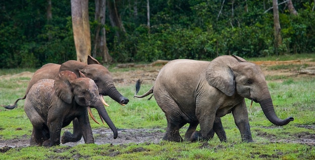 Gruppo di elefanti della foresta ai margini della foresta. Repubblica del Congo. Riserva Speciale Dzanga-Sangha. Repubblica Centrafricana.