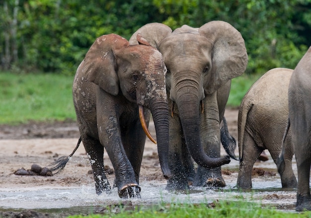 Gruppo di elefanti della foresta ai margini della foresta. Repubblica del Congo. Riserva Speciale Dzanga-Sangha. Repubblica Centrafricana.