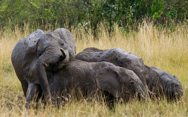 Gruppo di elefanti nella savana.