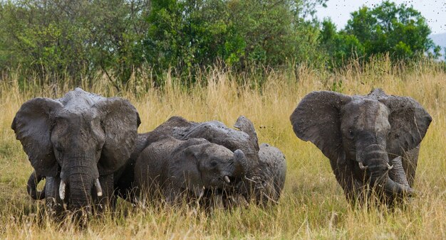 Gruppo di elefanti nella savana.