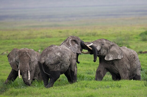 Gruppo di elefanti nella savana.