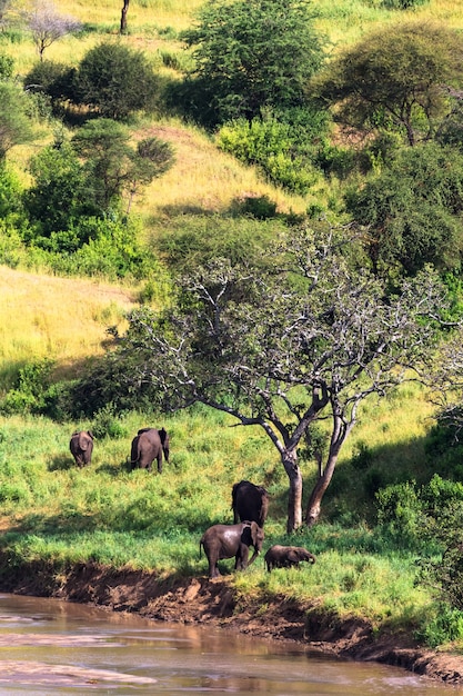 Gruppo di elefanti vicino al fiume. Tarangire, Tanzania