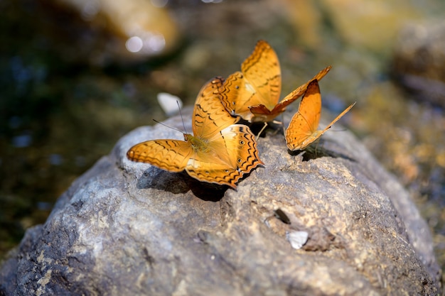 Gruppo di farfalle