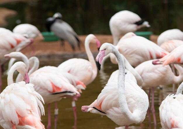 Gruppo di fenicotteri arancioni insieme