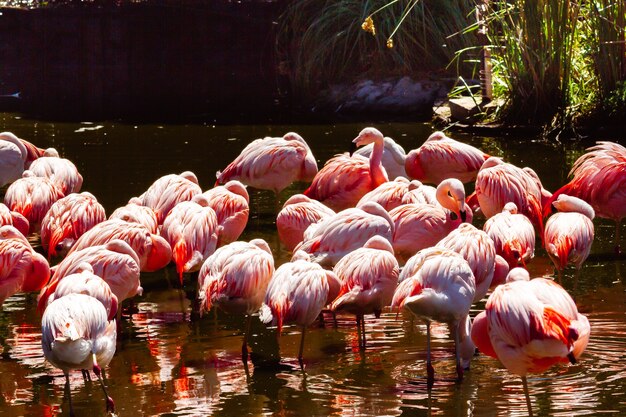 Gruppo di fenicotteri cileni, Phoenicopterus chilensis, in uno stagno per questi uccelli in una proprietà o centro di fauna marina.