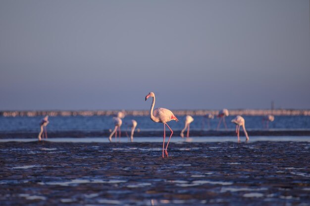 Gruppo di fenicotteri rosa in Namibia