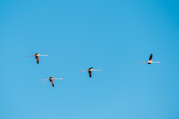 Gruppo di fenicotteri volanti sul cielo blu Phoenicopterus ruber