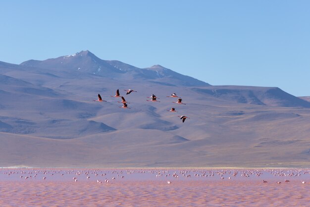 Gruppo di fenicottero rosa che sorvola il lago salato, le Ande boliviane