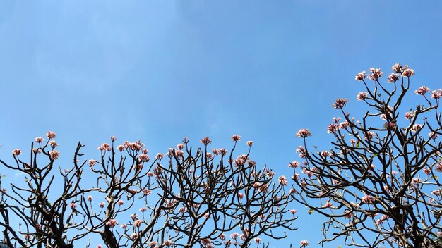 Gruppo di fiori bianchi di Plumeria nel parco