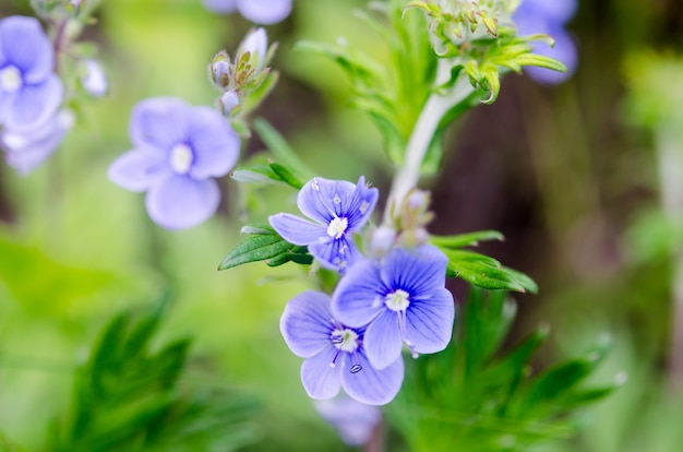 Gruppo di fiori blu in erba verde