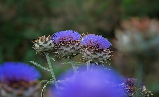 Gruppo di fiori di cardo gigante nel loro ambiente naturale con lo sfondo sfocato