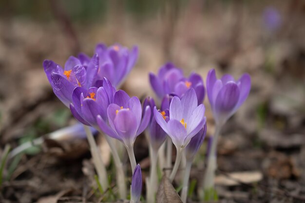 Gruppo di fiori di croco viola su un prato primaverile Fiore di croco Fiori di montagna Paesaggio primaverile
