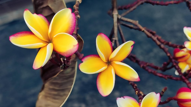 Gruppo di fiori gialli Plumeria nel parco