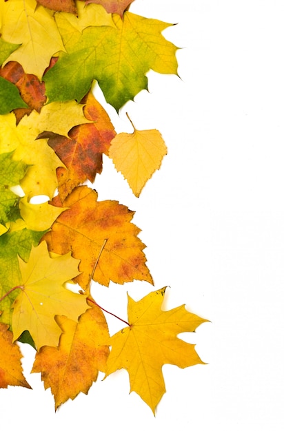 Gruppo di foglie di autunno arancione