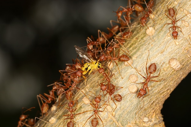 Gruppo di formiche rosse attacco giallo ordito su albero in natura