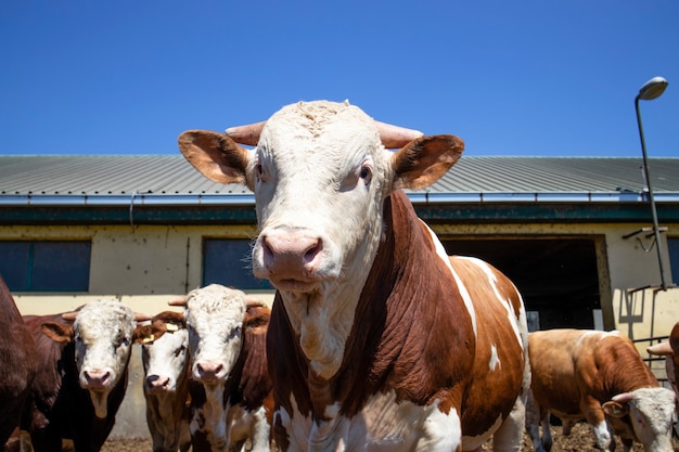 Gruppo di forti tori muscolari animali domestici per la produzione di carne in azienda agricola biologica.