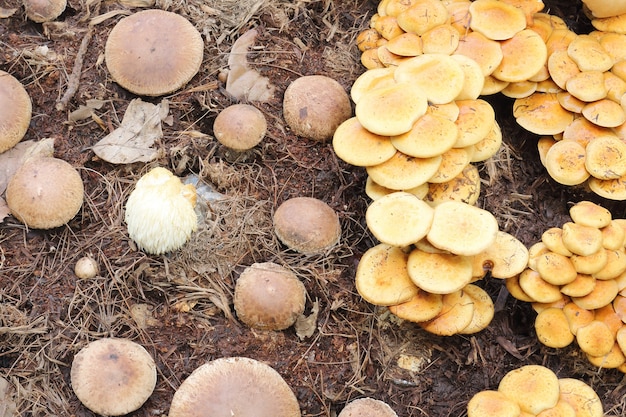 Gruppo di funghi in una foresta