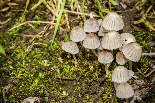 Gruppo di funghi