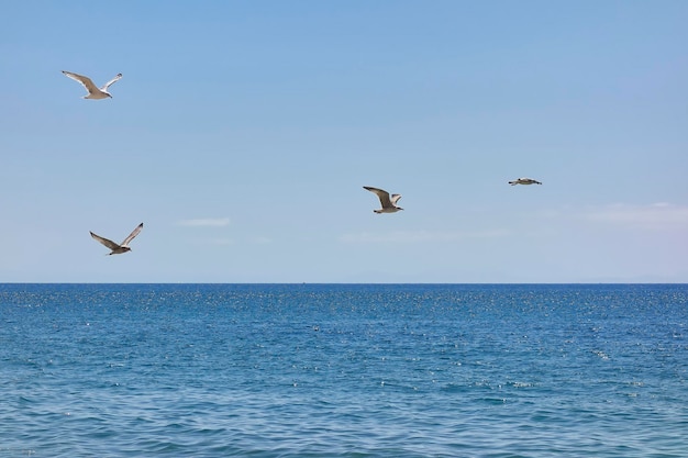 Gruppo di gabbiani che sorvolano un mare calmo con un cielo limpido in una giornata estiva