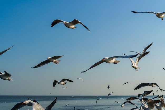 Gruppo di gabbiani che volano sul cielo blu