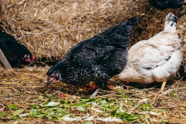 Gruppo di galline in coop