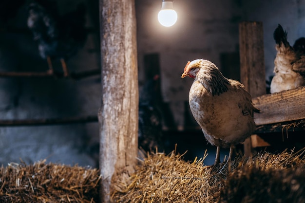 Gruppo di galline in coop