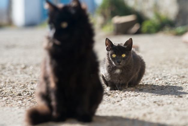 Gruppo di gatti seduti e guardando