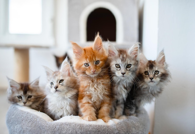 Foto gruppo di gattini di maine coon