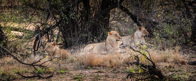 Gruppo di giovani leoni Panthera Leo nel Parco Nazionale Kruger