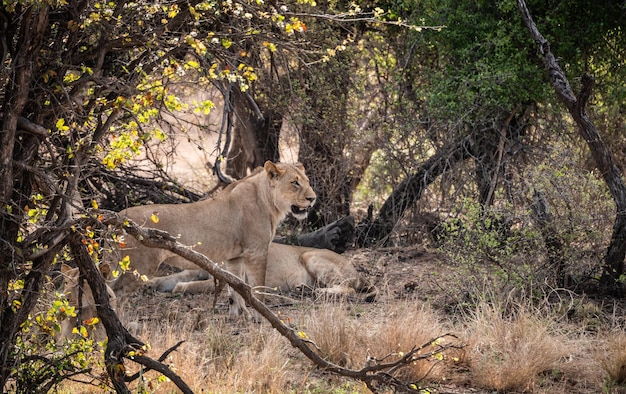 Gruppo di giovani leoni Panthera Leo nel Parco Nazionale Kruger