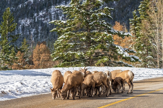 Gruppo di giovani pecore bighorn sulla strada di montagna innevata mount norquay scenic drive banff canada