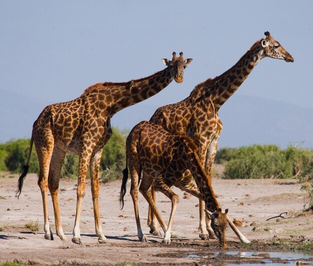 Gruppo di giraffe all'irrigazione.