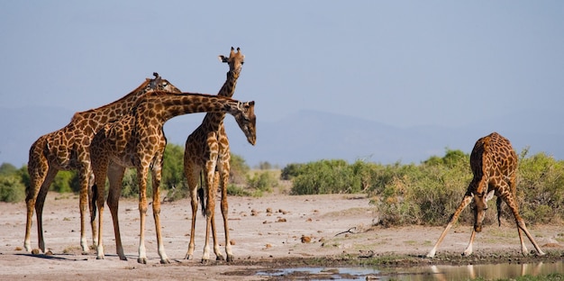 Gruppo di giraffe all'irrigazione.